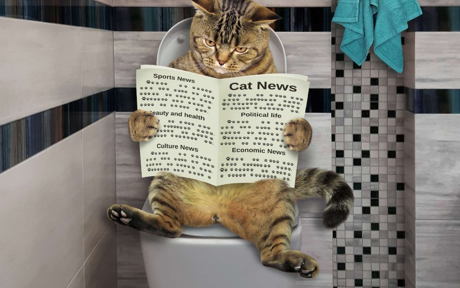Katzen-Magazin