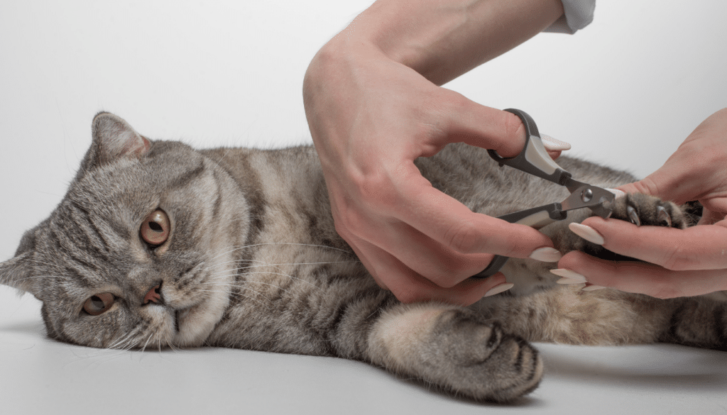 Katzenkrallen schneiden mit Schere