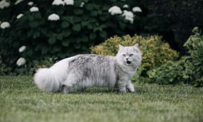 Britisch Langhaar Katze im Garten