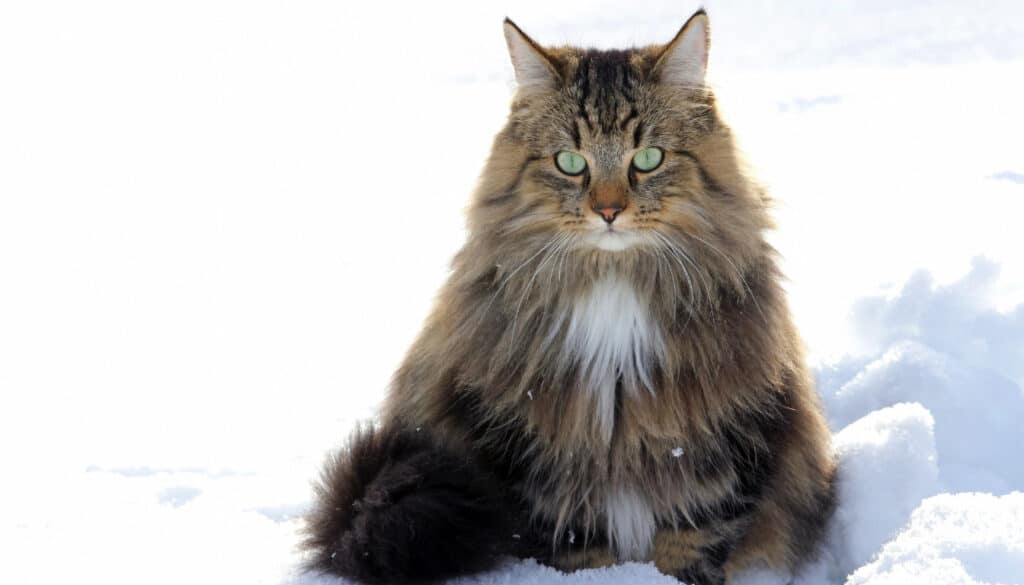 Norwegische Waldkatze im Schnee