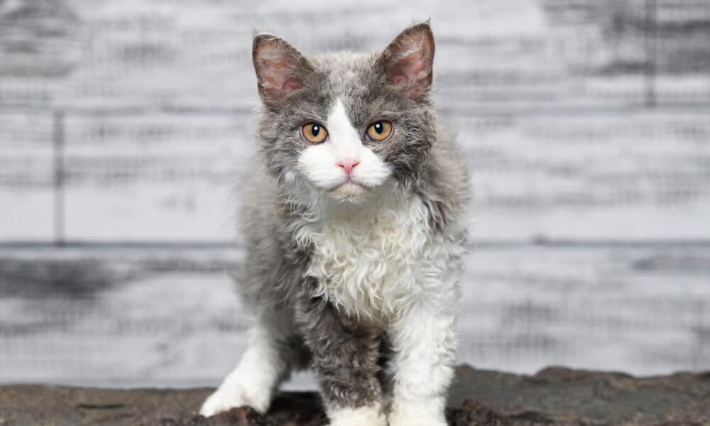 Selkirk Rex Charakter, Haltung & Pflege
