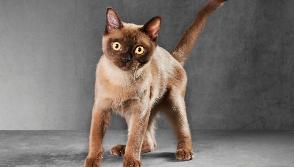 Stehende Burma Katze