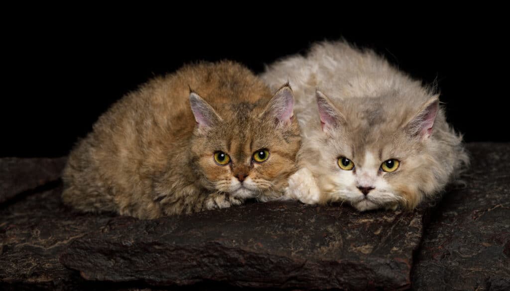 Zwei Selkirk Rex Katzen