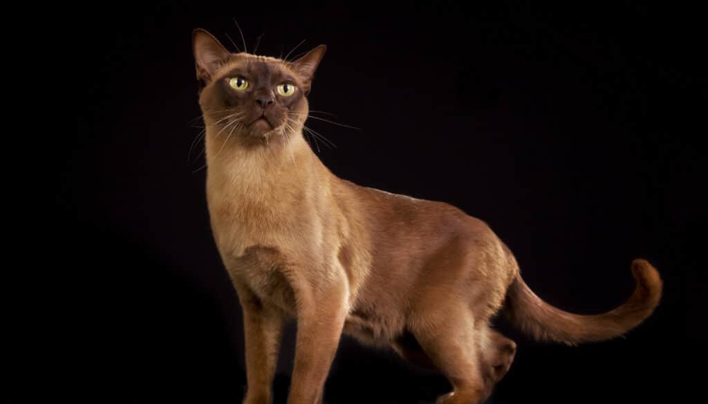 kranke Burma-Katze