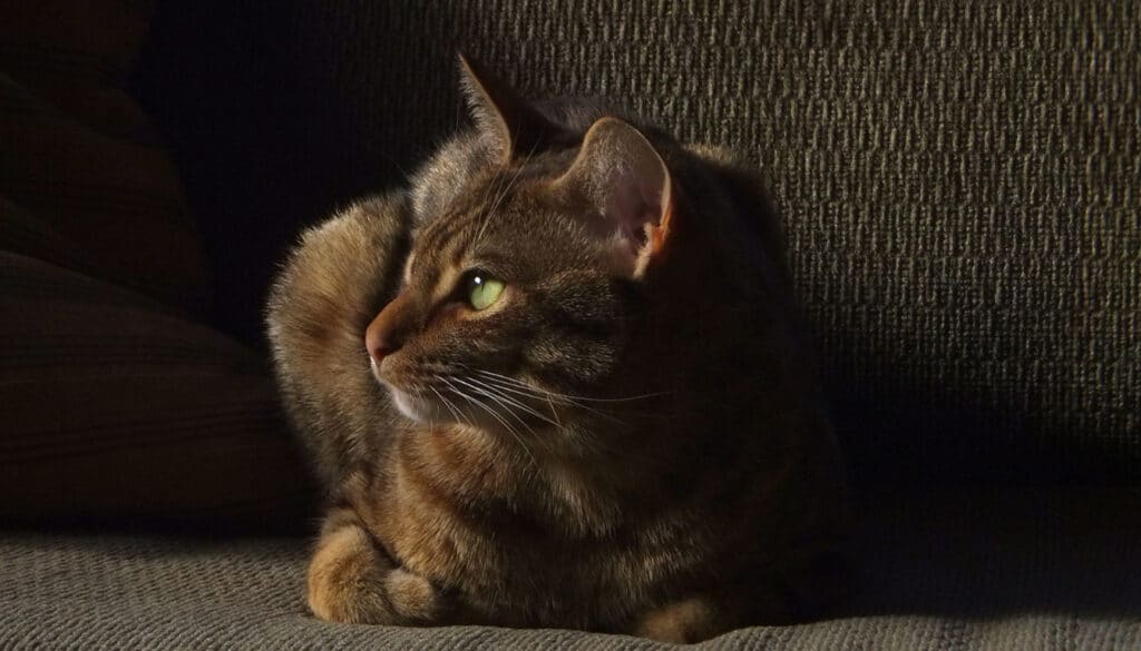 Ocicat auf Couch