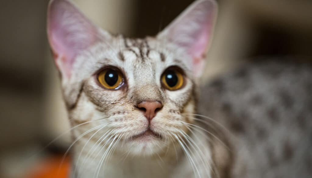 Ocicat hat Hunger