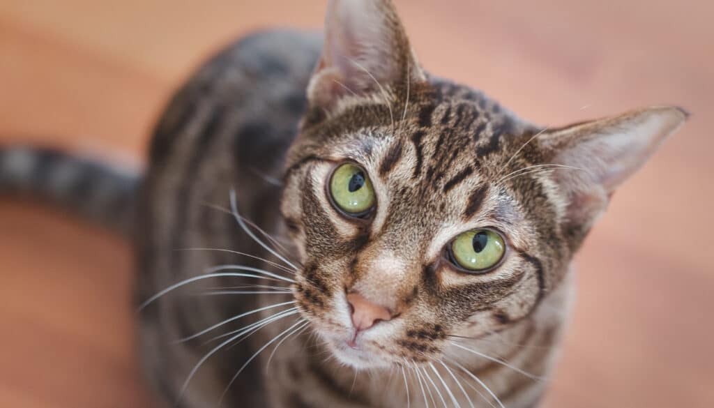 Ocicat ist neugierig