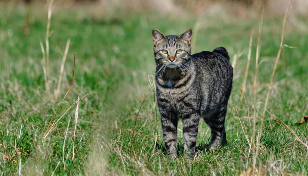 Manx im Freien